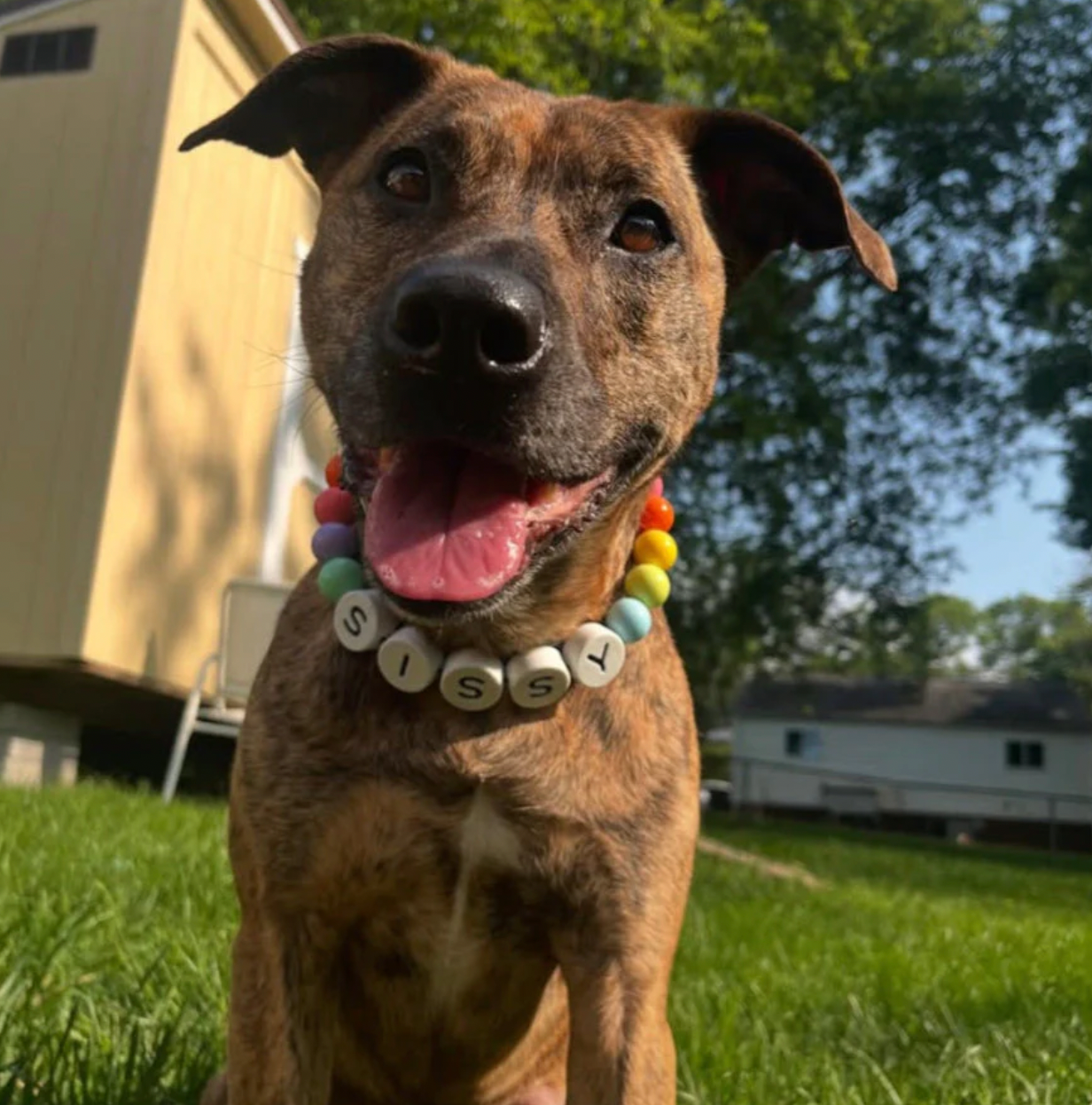 BFF Dog Collar + Matching Bracelet