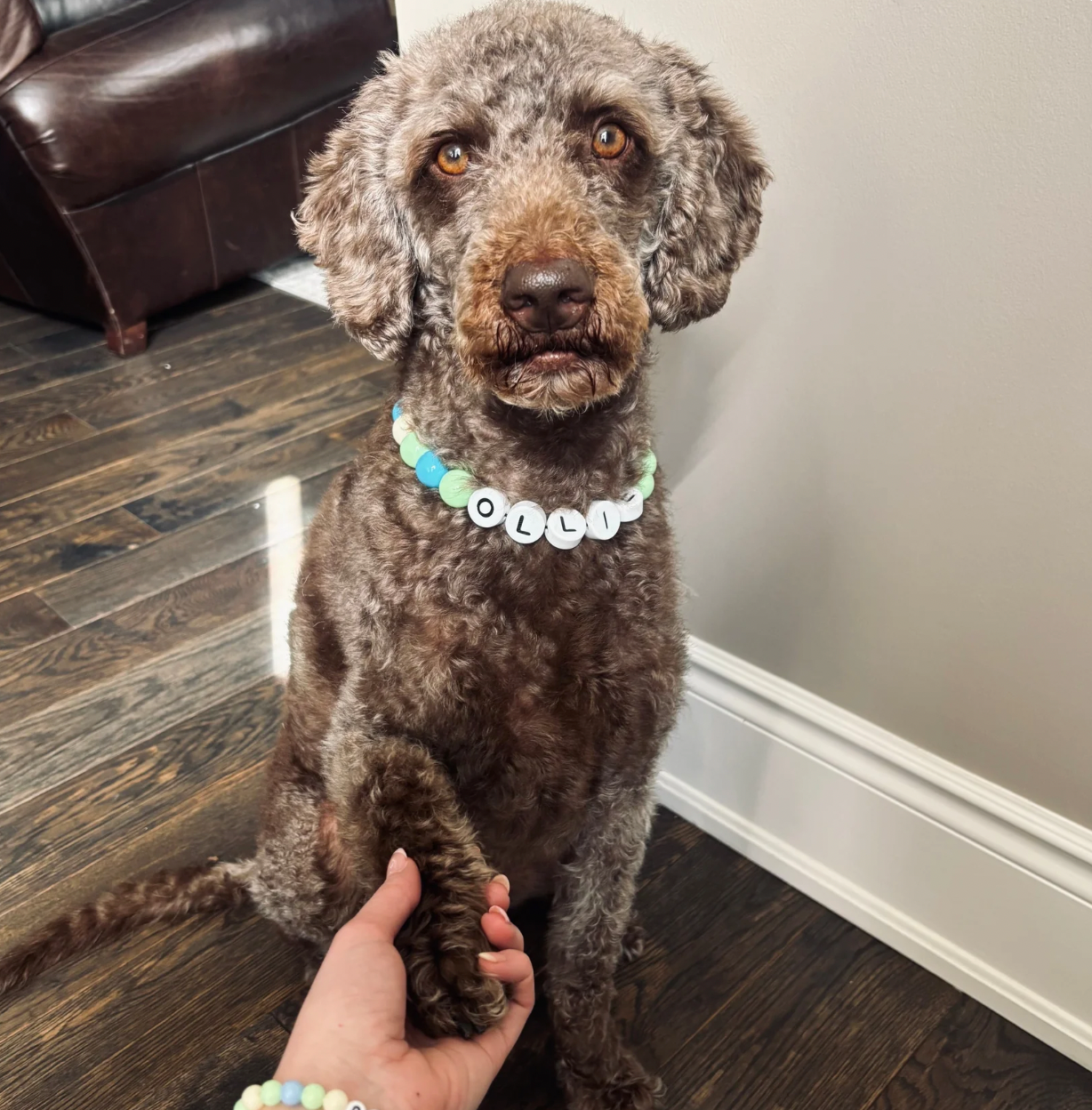 BFF Dog Collar + Matching Bracelet