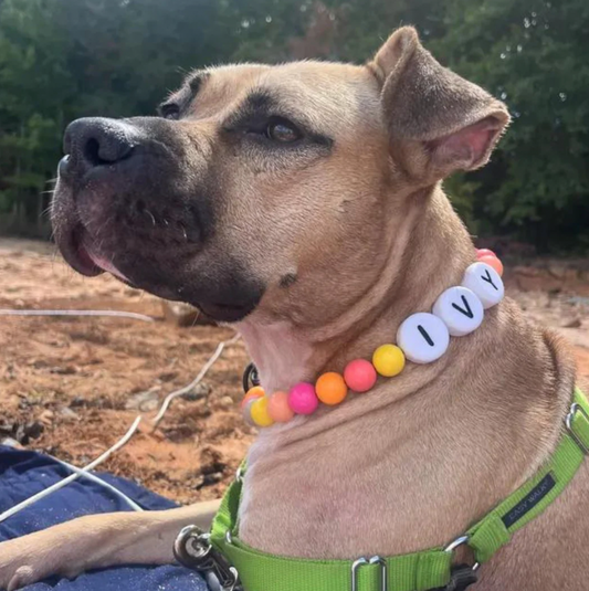BFF Dog Collar + Matching Bracelet